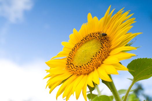 sunflower against a blue sky