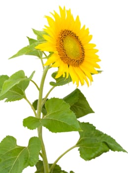 sunflower with drops of water, isolated on white