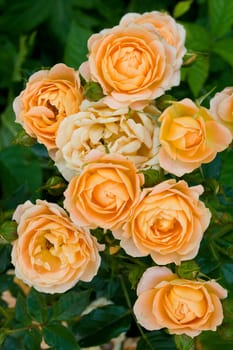 beautiful tea roses