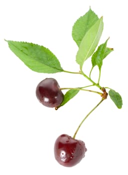 two sweet cherries with leaves, isolated on white