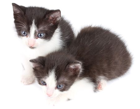 close-up black and white kittens