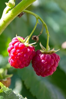 two ripe raspberries on green background