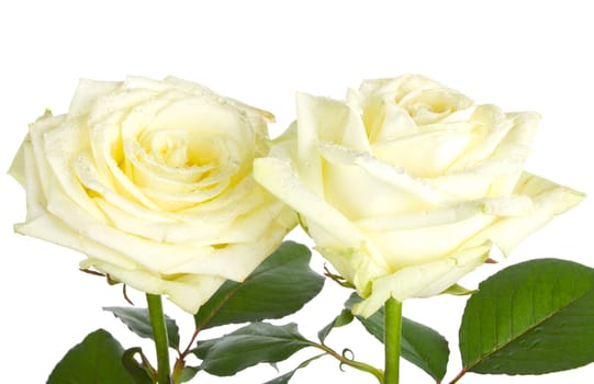 close-up beautiful white roses, isolated on white