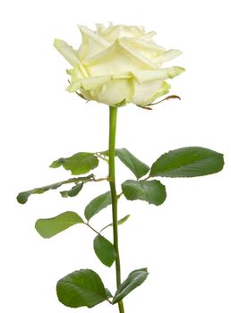 close-up beautiful white rose, isolated on white