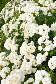 white roses bushes