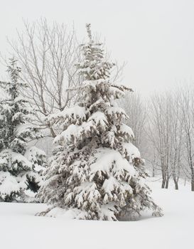 winter fir tree covered with snow