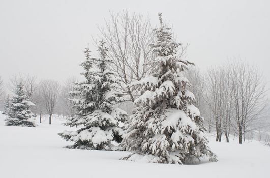 december fir trees covered with snow