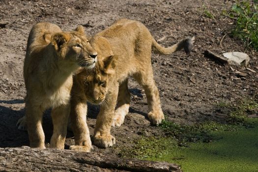 Two young female lions playing in the morning sun