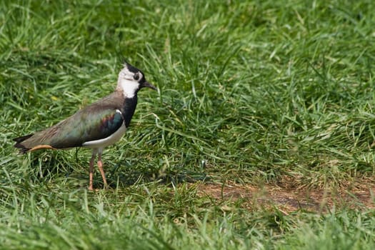 Northern Lapwing is living and breeding on open cultivated grasslands