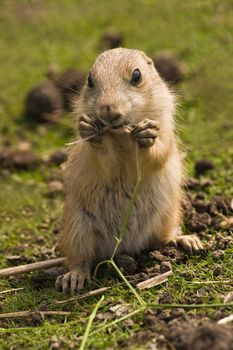 Cute baby prairie dog eating some grass