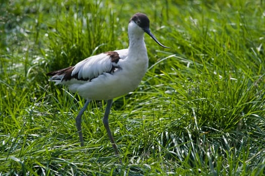 Pied Avocet walking through grassland in the morning