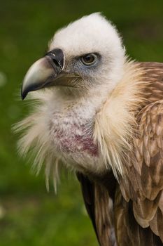 Portrait of Griffon vulture sitting and looking