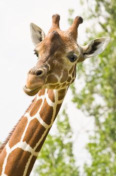 Portrait of the head of a female giraffe