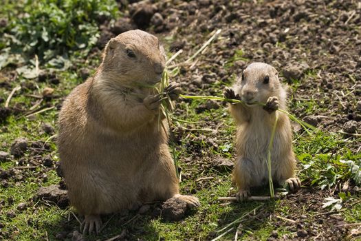 Two prairie dogs - mother and baby - eating grass