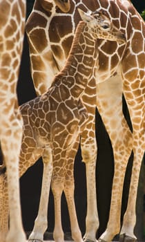  New born baby giraffe standing between the long legs of his family