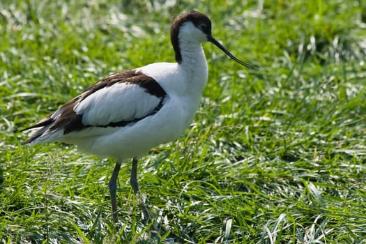 Pied Avocet with long upturned bill, living nearby watersides 
