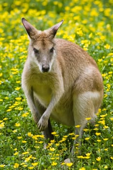 Female wallaby between yellow buttercup flowers in spring