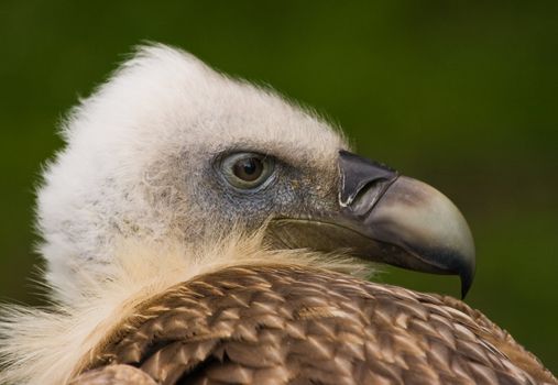 Portrait of head of Griffon vulture looking backward