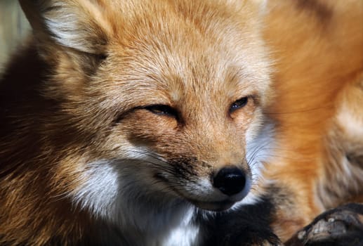 Close-up portrait of a beautiful wild Red Fox