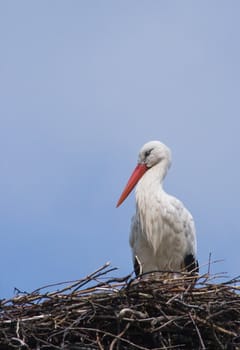 European White Stork standing on high build nest