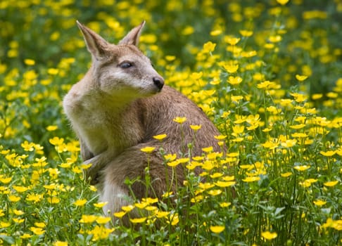 Wallaby kangaroo with yellow buttercup flowers in spring