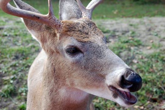 Picture of a deer in the forest in autumn