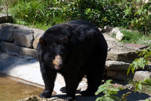 A big black bear in early Spring