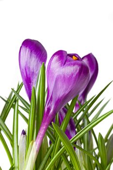 detail of purple crocus flowers