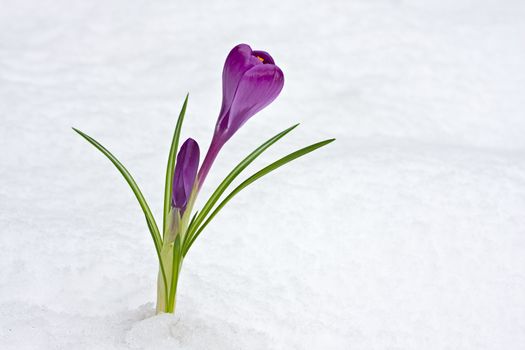 detail of purple crocus flowers