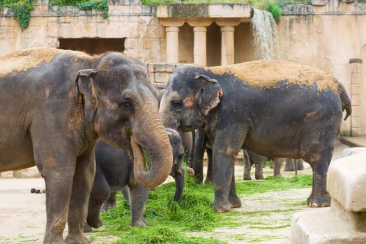 Elephants eat grass on a foreground of ancient wall