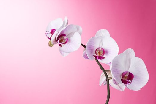 Orchid Phalaenopsis isolated on Pink