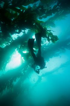 Scuba diver with camera in kelp bed by Channel Islands, CA.