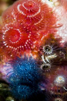 Assortment of Christmastree worms photographed while scuba diving in the Channel Islands, CA.