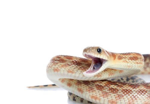 Cape Gopher Snake (Pituophis catenifer vertibralis) in mid-attack. 