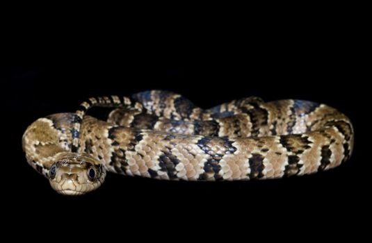 False Water Cobra against a black background. 