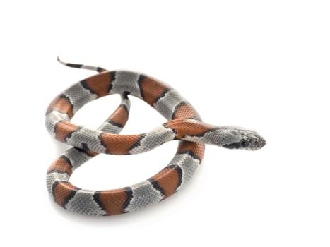 Gray Banded Snake in pretzel shape. 