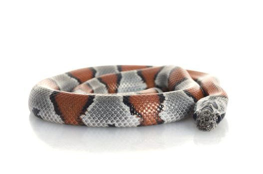 Gray Banded Snake coiled up.