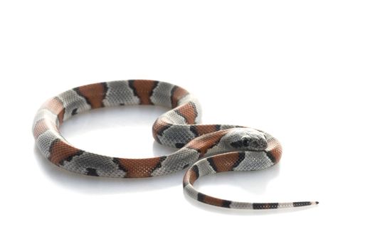 Gray Banded Snake