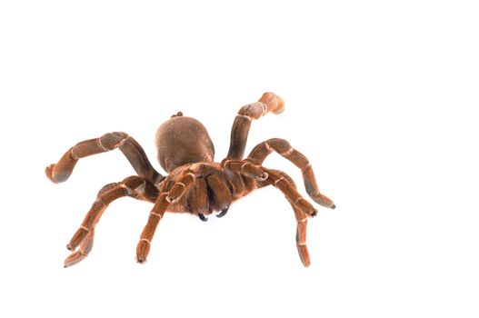 King Baboon Tarantula ( C. crawshayi) Female, with visible fangs. 