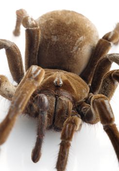 T. blondi Tarantula close-up.