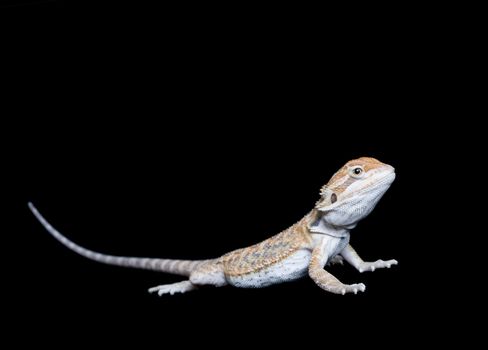 Baby Bearded Lizard