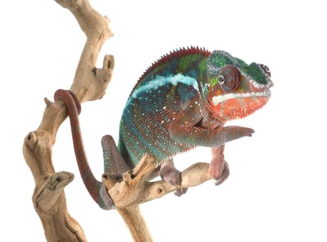 Panther Chameleon on branch looking forward. 