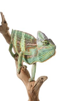 Veiled Chameleon on branch. 