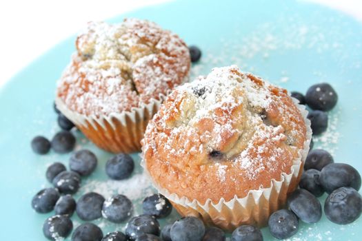 Blueberry muffins sprinkled with powder sugar on a blue plate along with fresh blueberries.