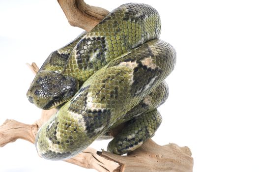 Madagascar Tree Boa tightly wrapped around a branch.