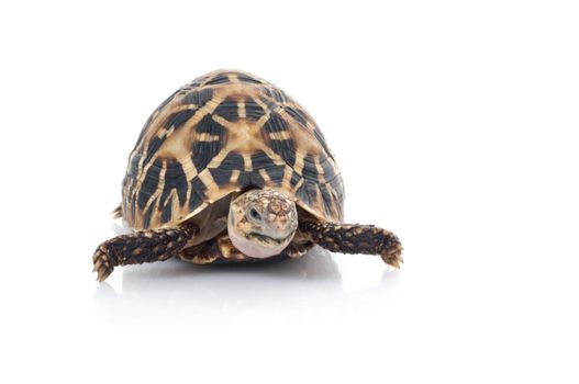 Indian Star Tortoise