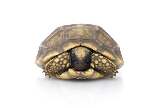 Yellowfoot Tortoise hiding in shell. 