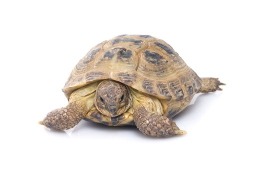 Russian Tortoise