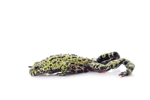 Fire Belly Toad