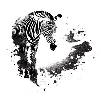 Zebra in black and white with splatted paint accents